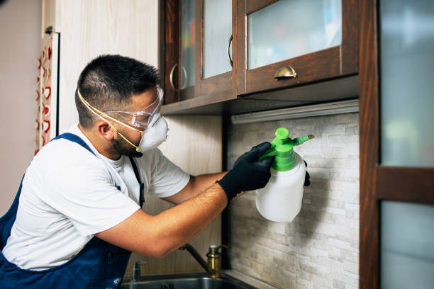 Wasp Removal Services in Gibsonton, FL