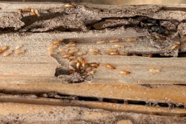 Best Wasp Removal Services  in Gibsonton, FL