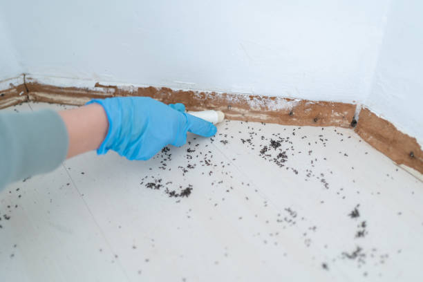 Best Spider Control Near Me  in Gibsonton, FL